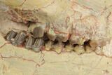 Fossil Horse (Mesohippus) Skull - South Dakota #192034-5